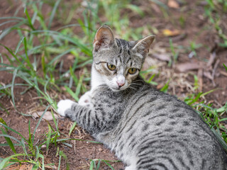 a tabby cat resting on the grass
