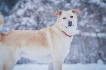 Dog in a snowstorm.