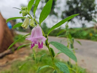 pink orchid in garden