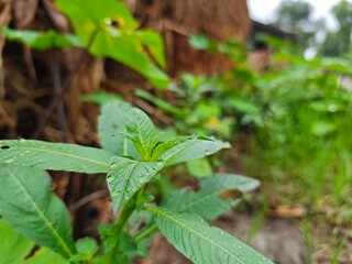 strawberry plant in the garden