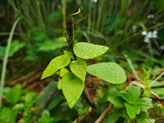 plant in the pond
