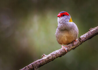 Red-Browed Finch