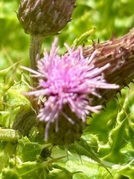 Fototapeta Close-up of a wild thistle flower with a vibrant purple bloom and spiky green leaves. Captures the beauty of native flora, perfect for nature, botany, and plant life themes in creative work.