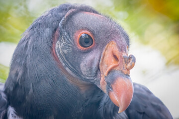 Closeup portrait of a king vulture with a gray head and a large beak