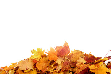  Falling autumn maple leaves isolated on transparent background