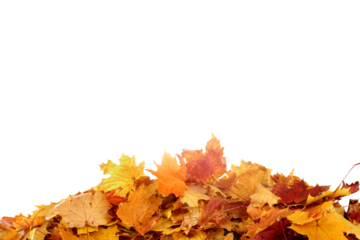 Falling autumn maple leaves isolated on transparent background