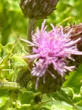 Fototapeta Close-up of a wild thistle flower with a vibrant purple bloom and spiky green leaves. Captures the beauty of native flora, perfect for nature, botany, and plant life themes in creative work.