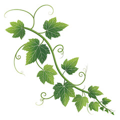 vine cartoon isolated on white background cutout