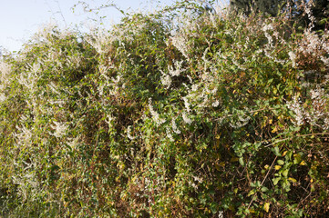 White flowers of fallopia baldschuanica covering a hedge in a garden
