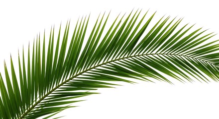 Obraz premium Isolated Palm Frond: Tropical Greenery on White