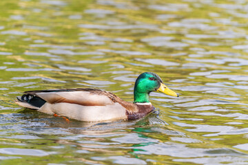 Duck swims in the pond.