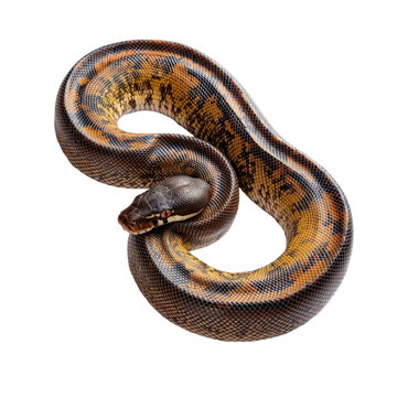 Stunning Sumatran Blood Python coiled on black background intricate scales reptile wildlife, isolated on a transparent background