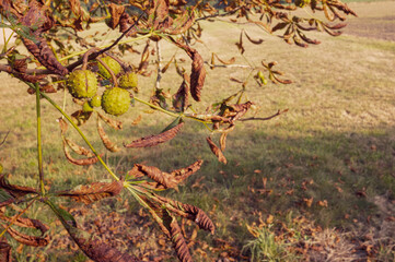 Horse chestnut tree showing signs of leaf miner damage in autumn