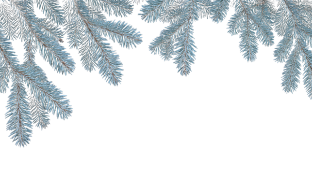 icy blue fir tree branches, festive and elegant backdrop for winter season isolated on white background