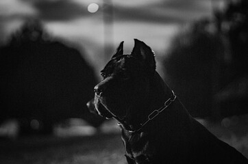 Black and white cane corso at night