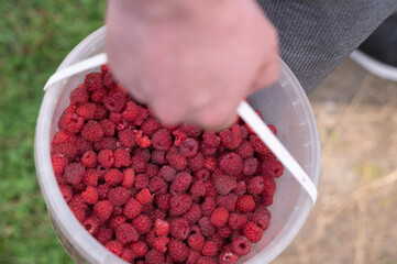 A Hand that is Holding a Bucket Completely Full of Deliciously Fresh Raspberries