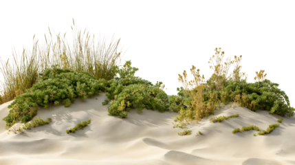 Dune landscape with lush green plants growing on sandy terrain  isolated on white background