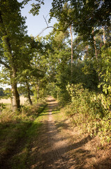 Pathway leading into lush green forest on sunny day
