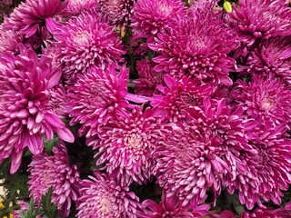 Magia natural en fucsia 