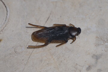 cockroach on the wall