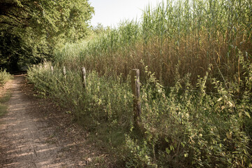 Dirt path entering dense foliage with wooden fence posts