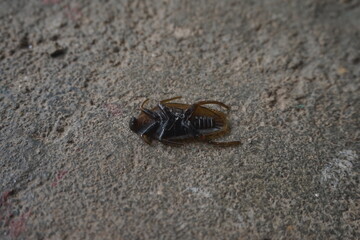 crab on the beach