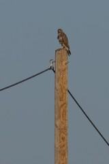 Rough-legged hawk perching on wooden telephone pole
