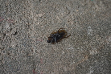 fly on the ground