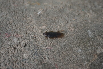 frog on the ground