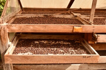 Sun‑drying ripe coffee cherries on raised beds, workers turning fruit to ensure even drying and preserve bean quality—an essential step from cherry to green coffee