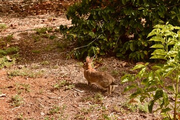 Wild rabbit crouching under a shrub — alert and camouflaged in the natural landscape.