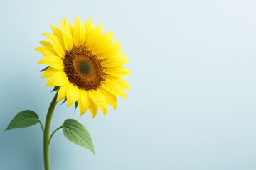 Fototapeta premium Bright yellow sunflower with green leaves on light blue background, minimalistic floral concept with copyspace for design or banner template. Ai generative