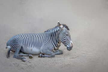 Wild grevy's zebra resting on the ground with a lot of copy space