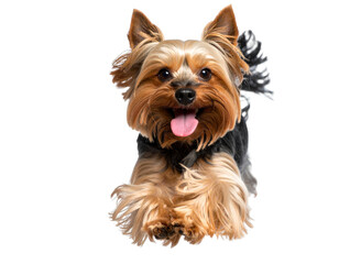 Playful Yorkshire Terrier Running with Tongue Out, isolated on transparent background.