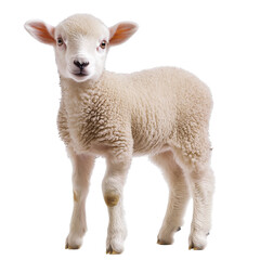 Obraz premium Adorable baby lamb standing on black background cute fluffy animal, isolated on a transparent background
