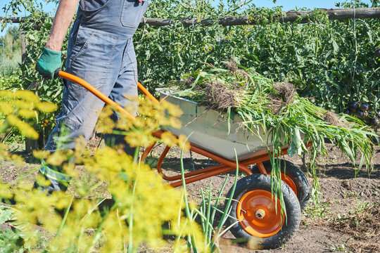 Faceless Caucasian man gardening with wheelbarrow in vegetable garden