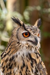 Close-up of a Eurasian Eagle-Owl