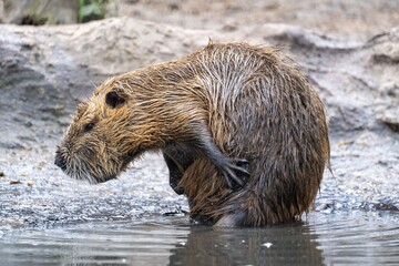 Beaver grooming by the water