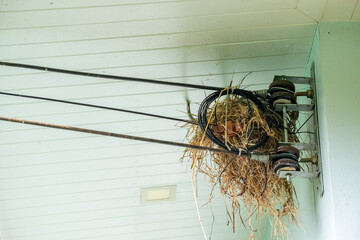 Bird nest built on electric cable bracket near ceiling, illustrating nature adapting to urban environment. Improvised nesting site in a residential or industrial setting.