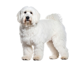 Fototapeta premium Rajapalayam Dog Standing with Elegant Posture, isolated on transparent background.