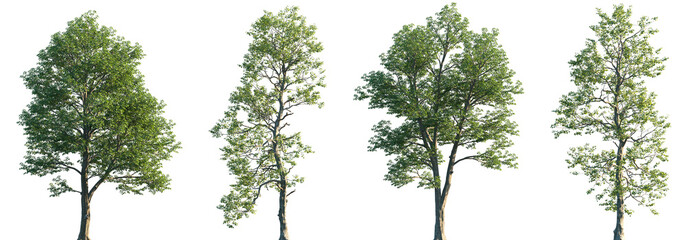 Set of 2 Populus maximowiczii and 2 Populus cathayana isolated png in sunny daylight on a transparent background perfectly cutout