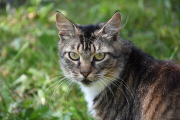 A cat in the park, Québec, Canada