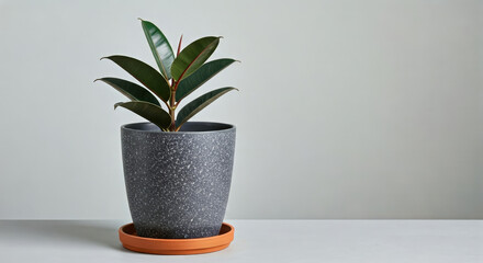 Obraz premium Rubber Plant in Speckled Gray Pot with Green Leaves and Orange Tray