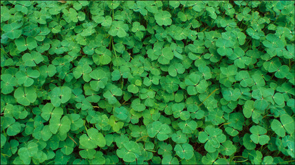 Obraz premium Lush Green Clover Field Creating a Natural Luck-Themed Scene