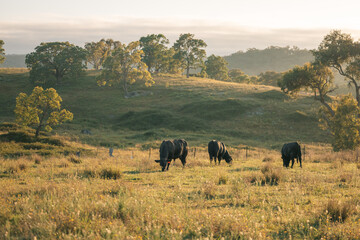 Three black angus bulls grazing in lush green pasture