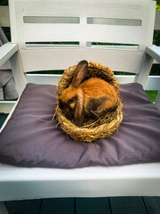 Lop-eared rabbit in hay nest