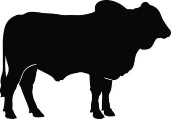 Brahman bull silhouette livestock farm animal