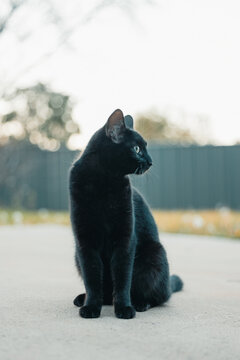 Black cat with bright green eyes looking away