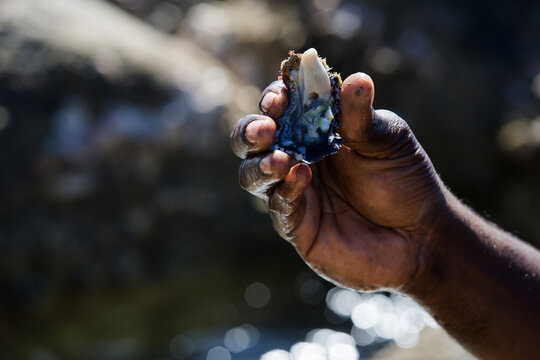 Hand holding a freshly caught oyster.