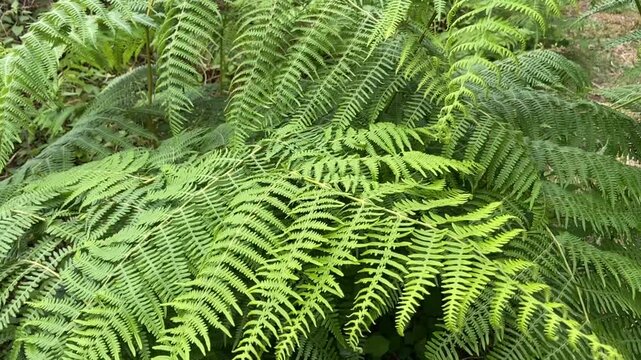 Pteridium aquilinum fern green leaves close up. Nature background,4K.